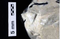 Foto (Detailansicht) von Cracensigillatus acutirostris (Moericke, 1889) (NHMW-GEO-1990-0041-0460)